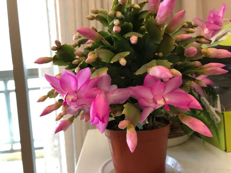 喜欢菊花,就养盆“菊中珍品”胭脂红,花团锦簇,群芳争艳!