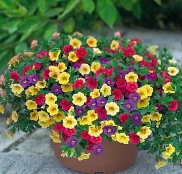 花期|养4种花,花朵凋谢“别等了”,咔嚓剪几刀,30天后又开一茬花