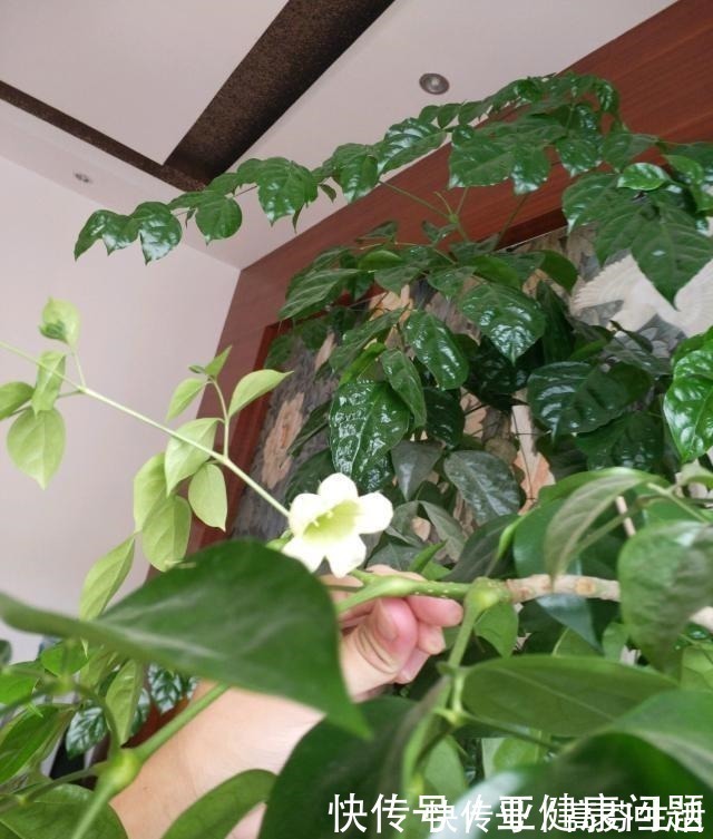 通风度|幸福的家里,就该养盆“幸福树”,四季常青,9月开出幸福花!