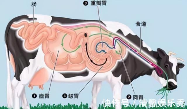 植物|植物营养较低，为什么牛只吃草，却能长一身肌肉？