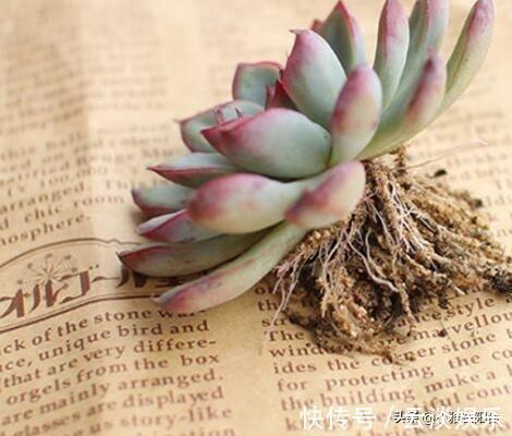 根系|栽种多肉前,这1步不能缺,做到后服盆更快,长得肥,状态美!