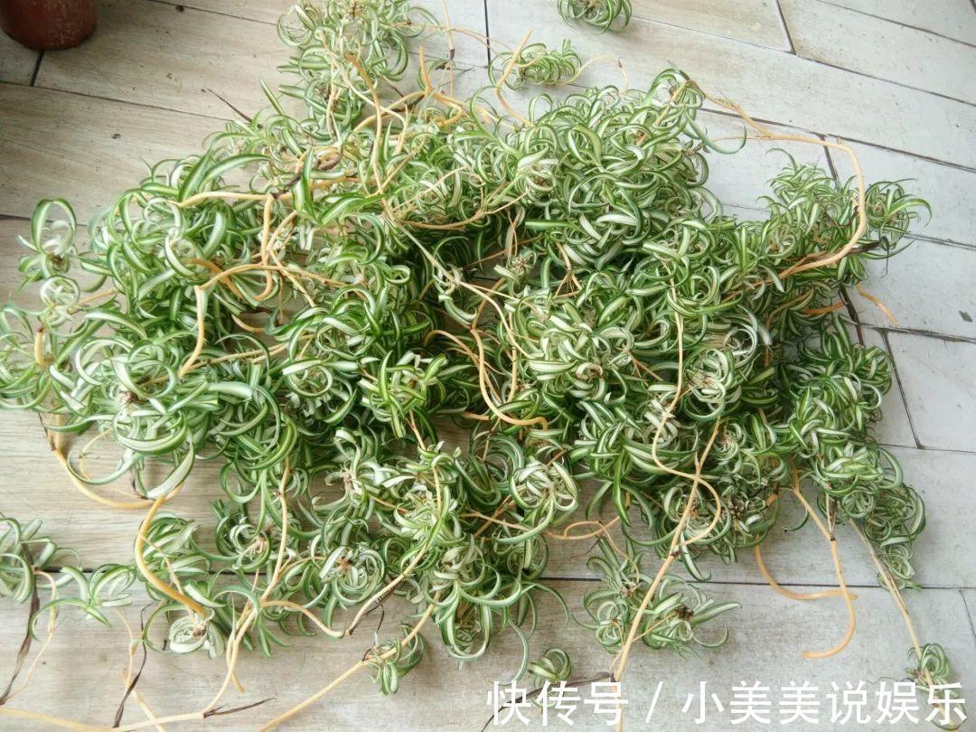 给这花换盆，土里扒出30个崽，根本不用扦插！
