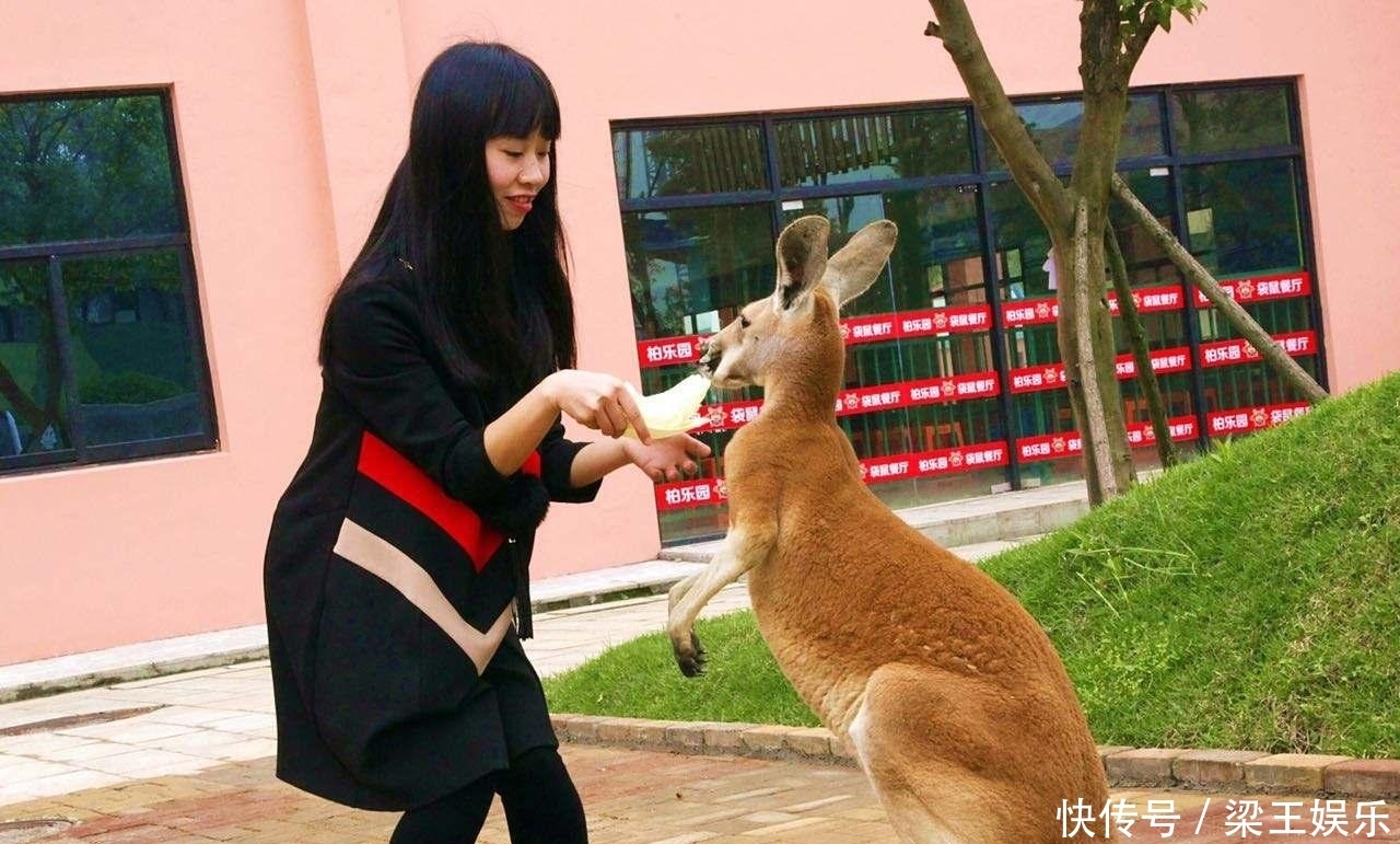 狂奔|中国游客不出门，澳大利亚的袋鼠都上街狂奔了