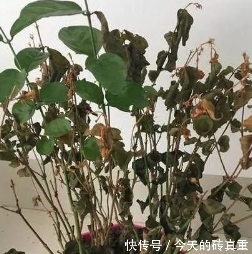 茉莉花黄叶怎么办，找准原因简单一步，叶片绿油油