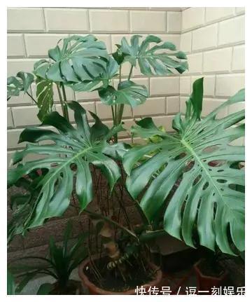 8种绿植，家里养一盆，废气吸光光，净化空气一级棒