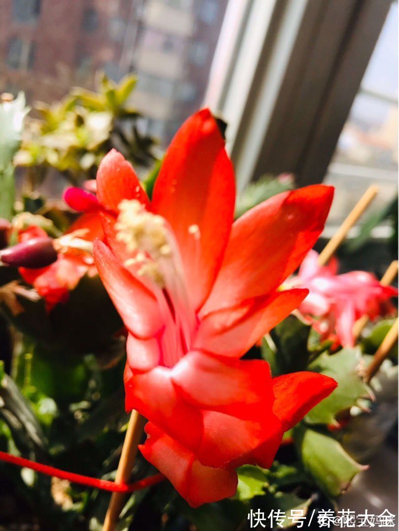 砂质土|9月养蟹爪兰，做好4件事，叶子肥厚有质感，花苞呼呼冒