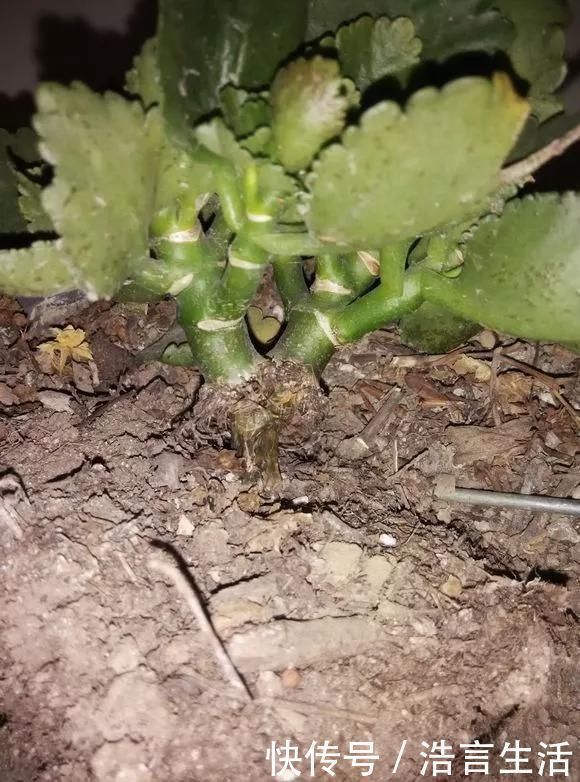 浇水|6种花,夏天一定要管住手,水一多就浇死,很多人不知道