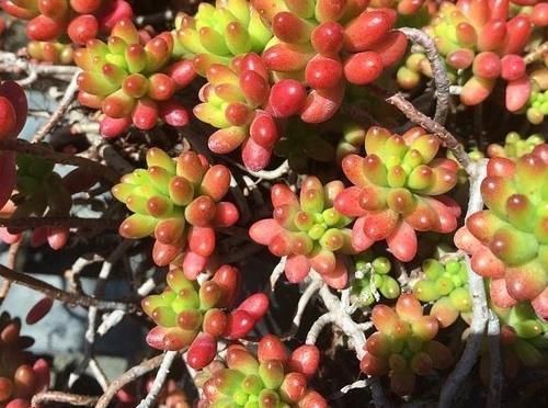 多肉植株|新手盆栽多肉虹之玉,该怎么打理?这里告诉你答案