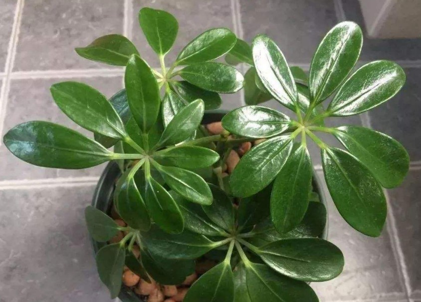 家养鸭掌木，注意这“4点”，长势旺盛，叶片常青，新芽萌发快