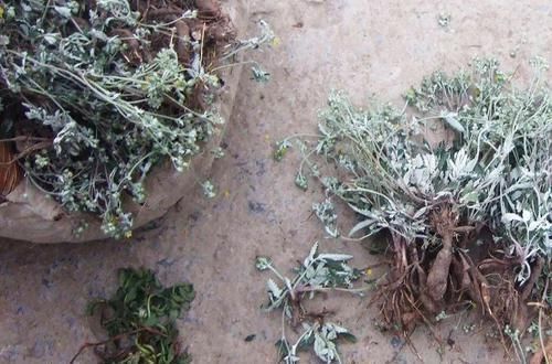 野菜|农村一种长在地下的“鸡腿”,过去挖了当零食吃,如今价值极高