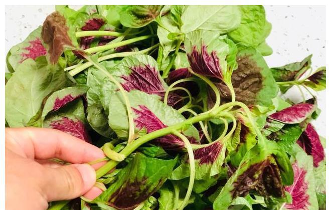 答案|同样是苋菜，红色和绿色哪个好？老菜农告诉你答案，以后别瞎买了