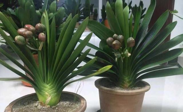 张大爷养君子兰,1年就用2种肥料,长的根旺叶绿,开花多、不夹箭