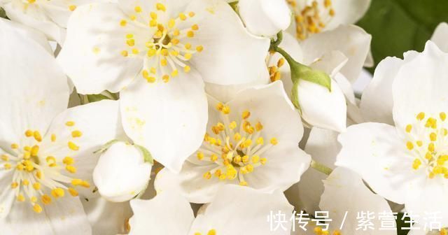 茉莉枝健|婆婆养茉莉花,从不施肥,只浇“2种水”,茉莉枝健、叶绿、花旺