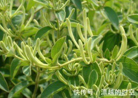 失眠|经常失眠睡不好,用此花泡水喝,去烦润燥,降血压,夜里睡得香甜