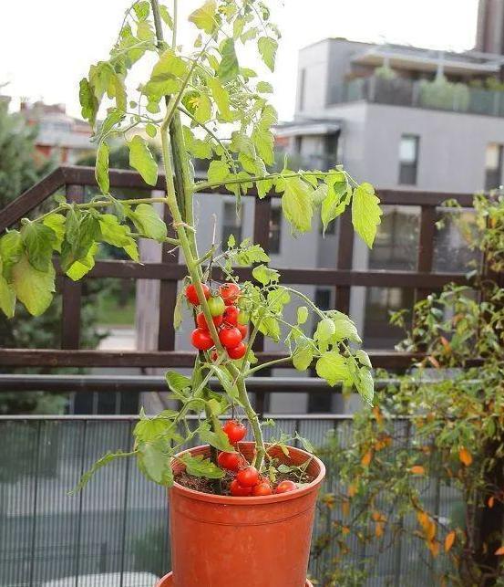 盆栽小番茄,如何一茬接一茬地开花结果5个关键点多下功夫