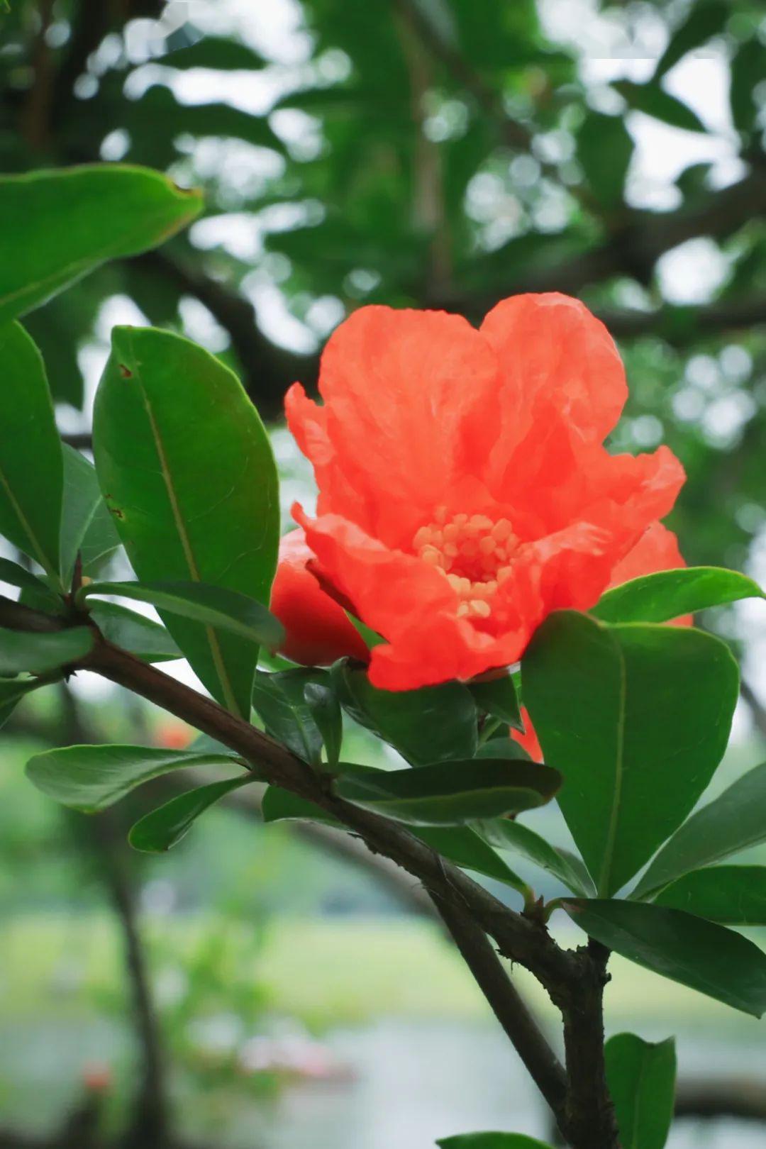 此花是寓意多子多福的花,是山中红色的一片片花朵,是富贵的象征