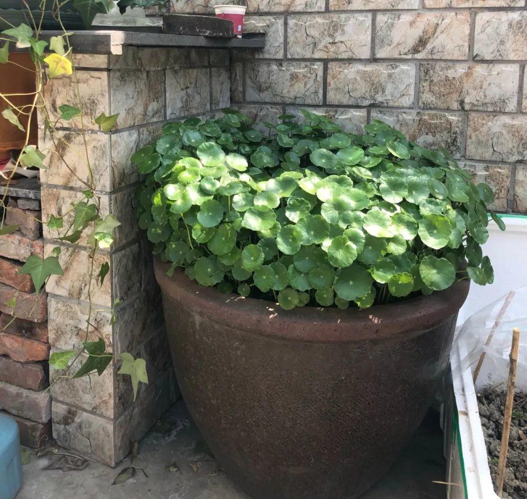 农村养花优势发,地大肥多,一不小心养成小花海!