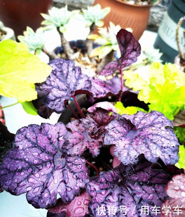 10种花特耐寒，零下5度也能养，冬天也有花看！