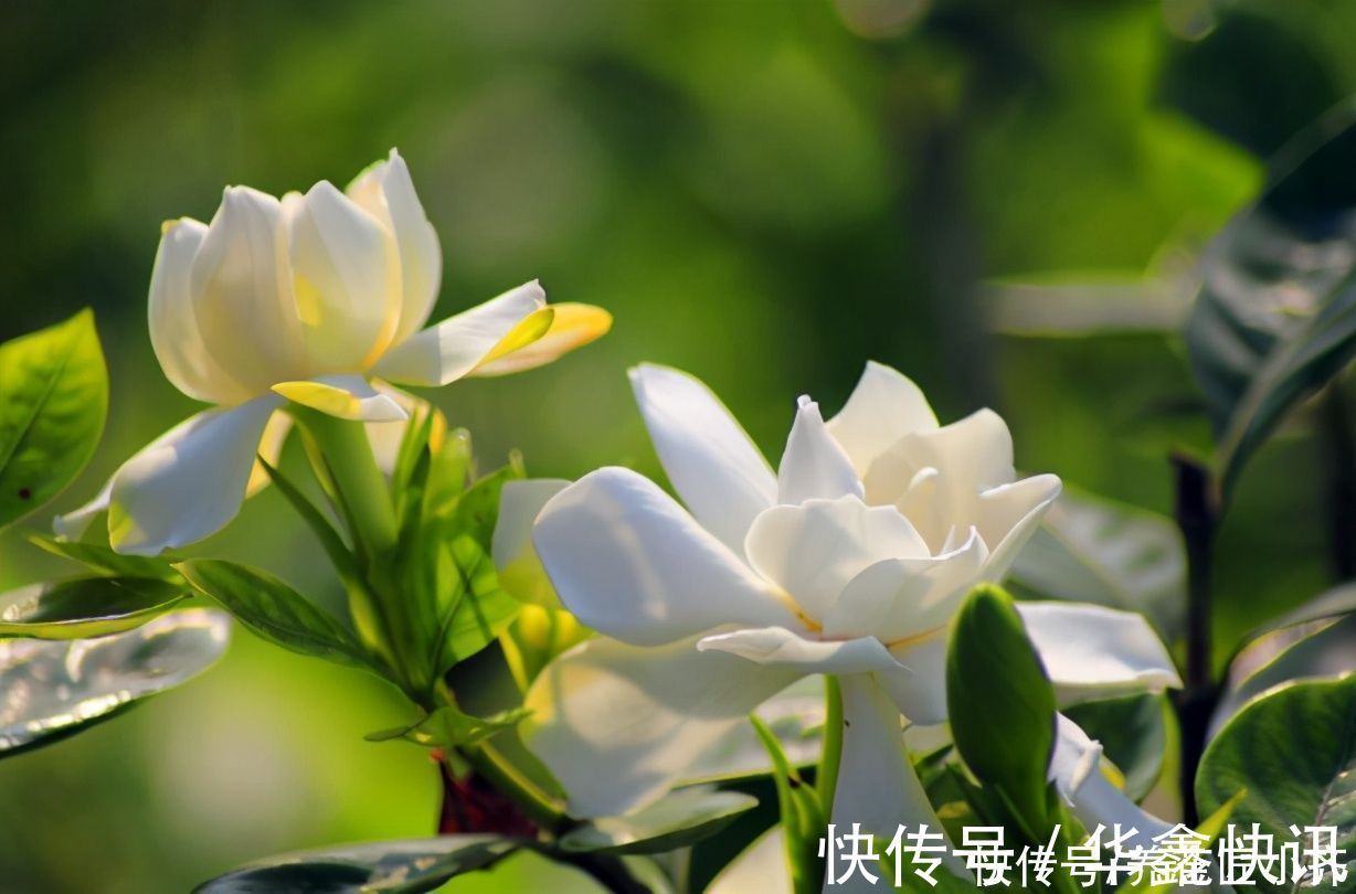 好多人|4种花不适合养在室内,扔在院子里日晒雨淋,反而长得更好