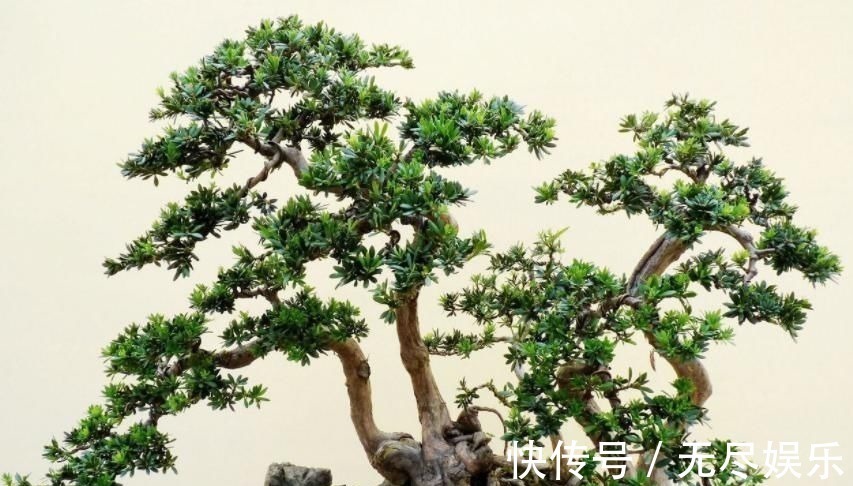 道具体|想要把小苗罗汉松,快速打造成“老桩盆景”,要做好这“几点”