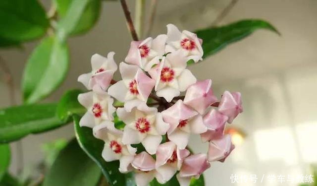 球兰，叶子似绿萝，比绿萝还耐阴，开花满屋香！