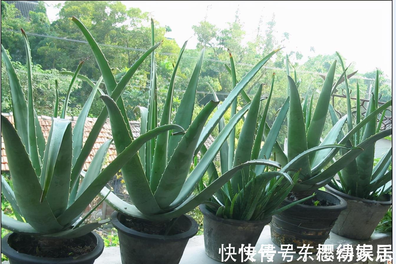 秋天养芦荟,4个小技巧,花箭一米高,冒芽20多,又壮又肥