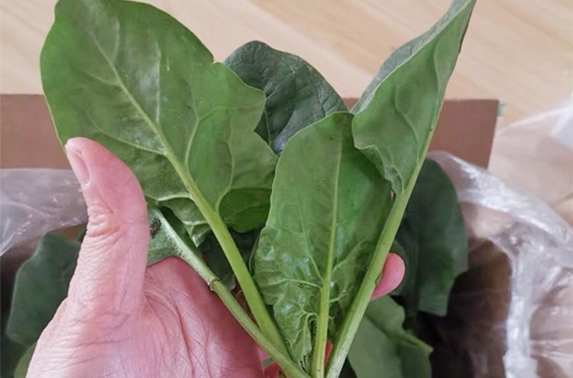 买菠菜时,要分清“尖叶”和“圆叶”,区别挺大,买错了不好吃