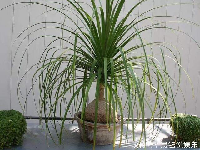 “耐旱花”养家里，20天不浇水，枝叶反而更旺盛，长满一大盆！