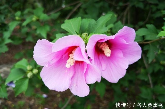 “劝君莫种木槿花”，看古人为何不种木槿花