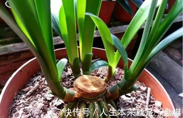 李大姐养君子兰,开春切一刀,养60天,冒出9个芽,要爆盆了