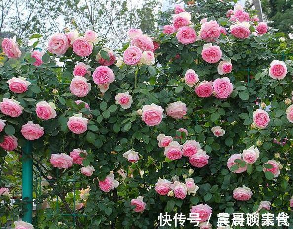 花友|这“三种花”爱淋雨,入春让它们“淋一淋”,撒欢长芬芳小半年