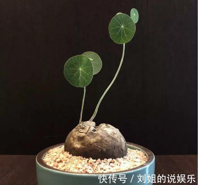 客厅摆放长寿花,好养又漂亮,知道的人却不多