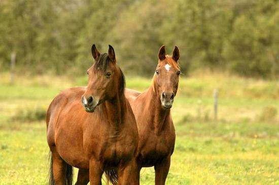 皇帝|驸马愚钝不通男女之事,公主跑去向哥哥哭诉,皇帝一条妙计解决
