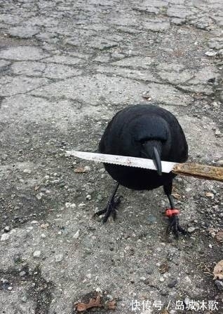 |搞笑图片幽默段子笑话:兄弟你家里没有菜刀么,用钢尺来切西瓜?