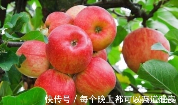 好处|晚上睡前吃几口苹果,连吃一周,3个好处不请自来,谁吃谁受益