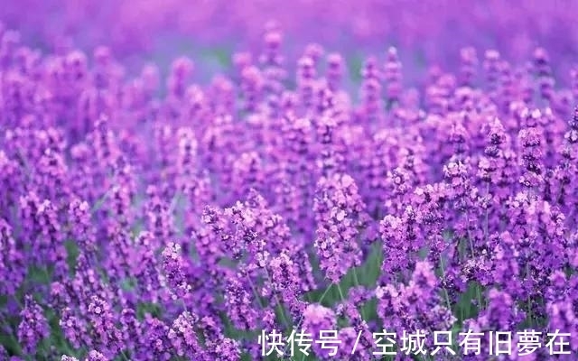 世界上十大最美的花,彼岸花排第二!