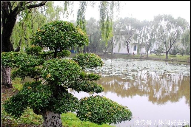 农村一种植物,农民用来做柴火,盆栽漂亮价值翻倍,一盆上千元!