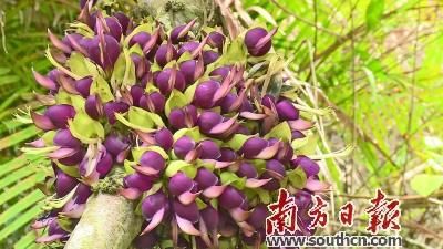 中年|南方日报:禾雀花开迎客来