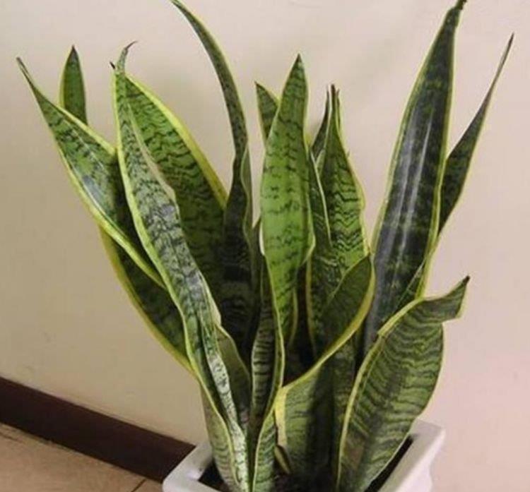虎皮兰|客厅最适合养上4种花，叶子油绿、吸甲醛，植株漂亮上档次