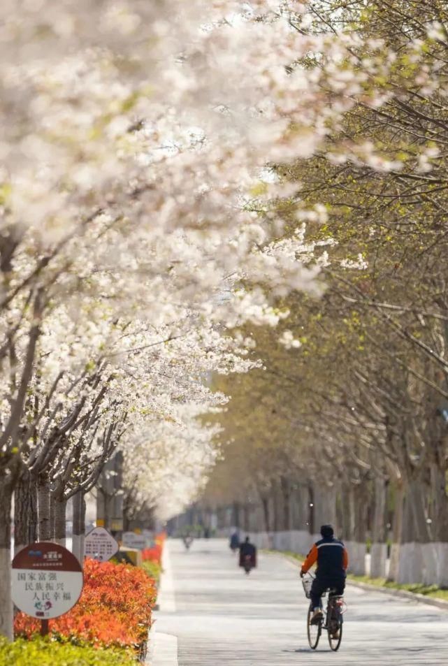 来这里，淋一场樱花雨