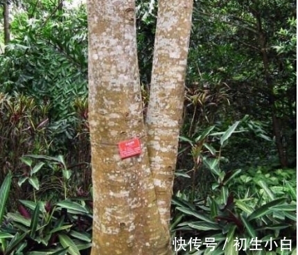 植物|毒箭木:世界上最毒的树木,几滴放倒一头牛,古人用它制作毒箭