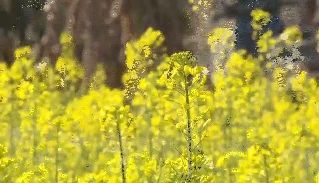 闽清的油菜花开了 美不胜收