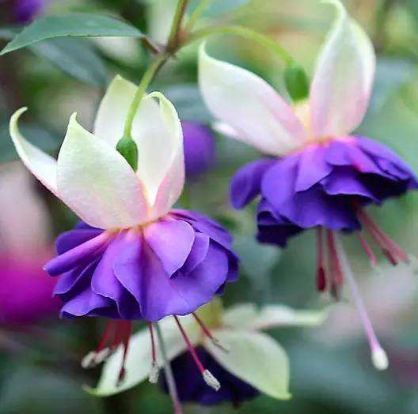 茉莉花|适合家养的5种花,开花数量大,好养易活四季开花,谁养谁上瘾