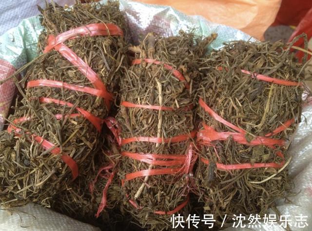 植物|山上的“野草”，晒干后1斤价值“80元”，却少有人摘，植株珍贵
