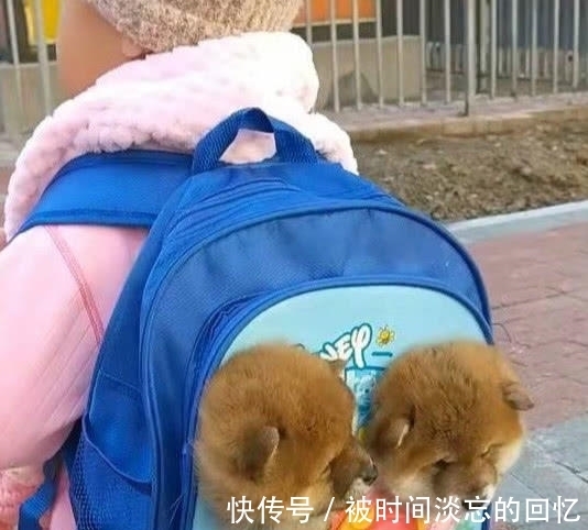 女儿|孩子背着“狗狗”去幼儿园,老师仔细一看,不敢相信自己的眼睛