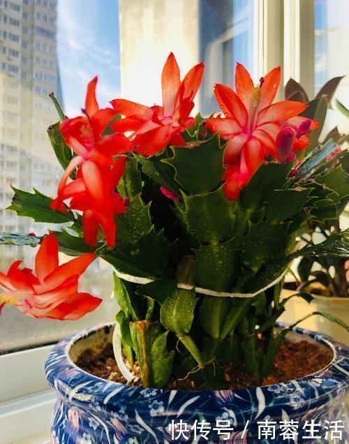 适应能力|新手养花,不如养5盆“花中精品”,花开艳丽多姿,美艳可人