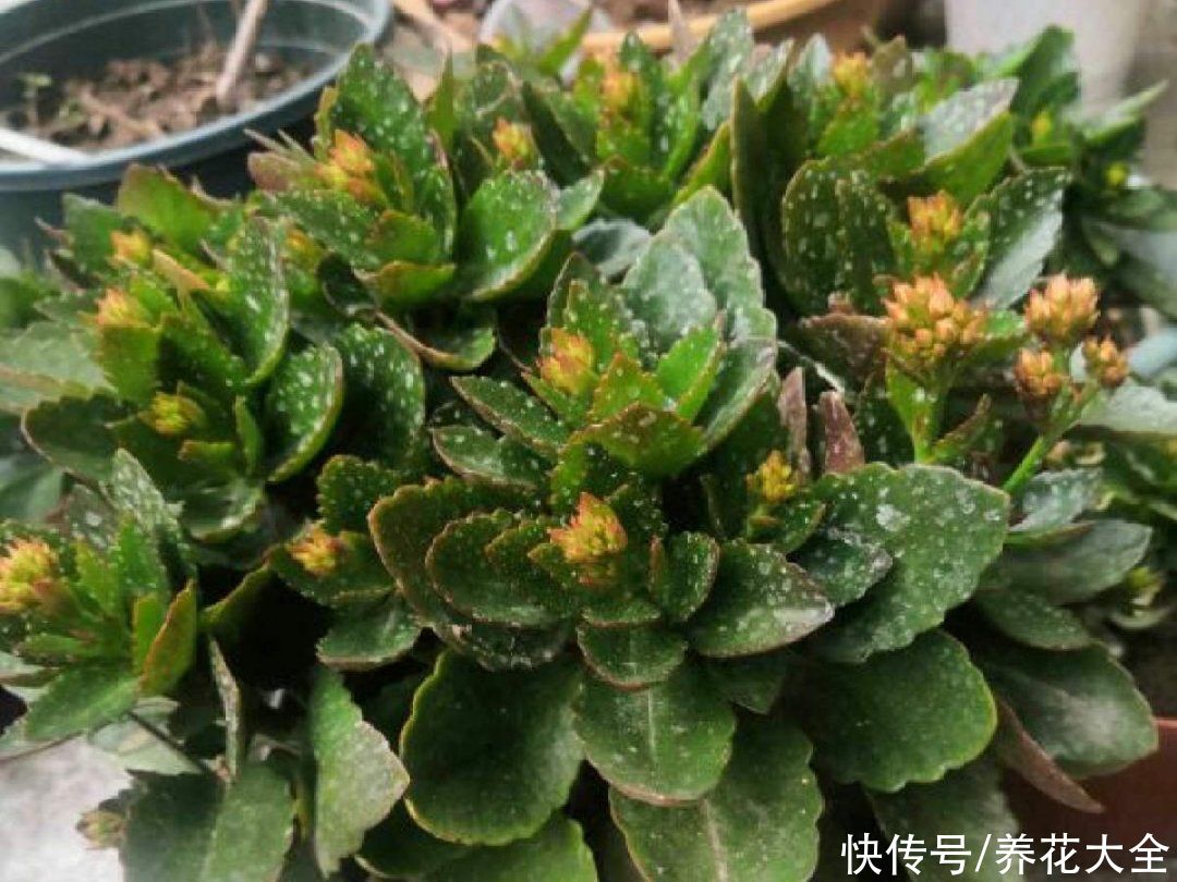 蟹爪兰|立秋后，7种花要“苏醒”，可以放手养了