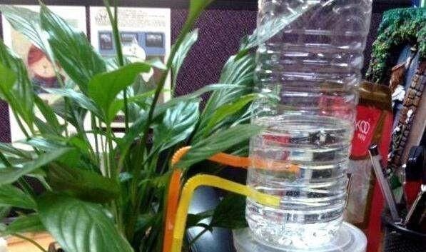 烂根|6月天浇花,就怕做错“3件事”,黄叶、烂根多,真是浇一盆死一盆