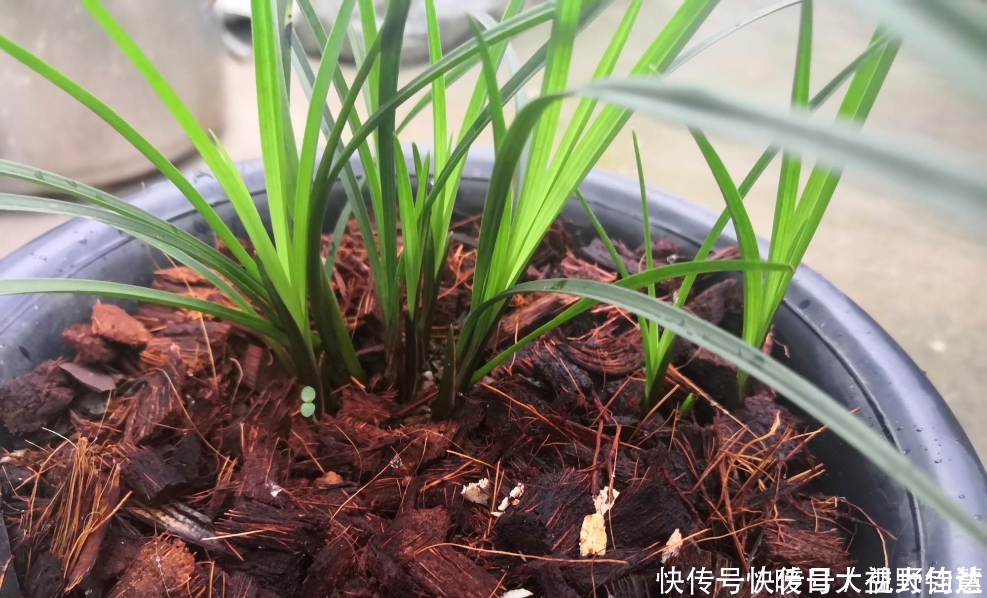 农家小院|养兰人总结出来的养兰偏方，招招好使，叶芽满盆