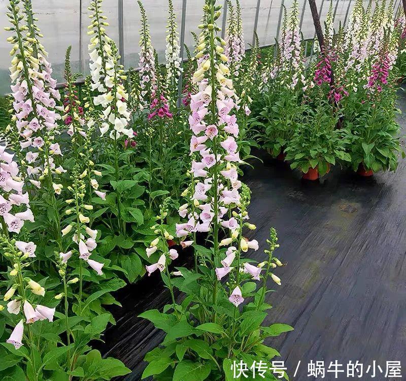 名字土掉渣、开花却很漂亮的8种花，你家养过几种？